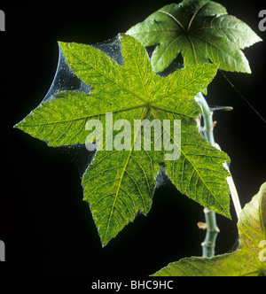 Two-spotted spider mite (Tetranychus urticae) showing webbing and damage on castor leaf Stock Photo