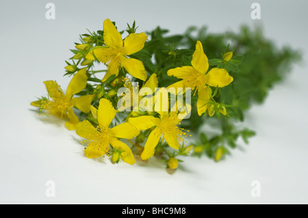 St.Johns Wort (Hypericum perforatum), flowering twigs, studio picture. Stock Photo