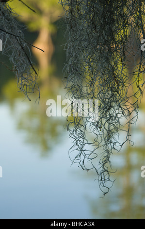 Spanish Moss hanging from a cypress, near Tallahassee, Florida Stock Photo