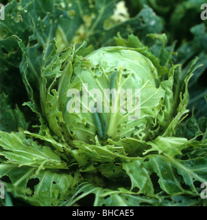 Small white butterfly (Pieris rapae) caterpillars on severely damaged cabbage (Brassica oleracea) Stock Photo