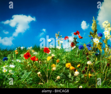 Meadow of Wild Flowers with blue sky Stock Photo