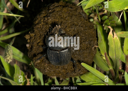 Dung beetle rolling a ball of dung. Stock Photo