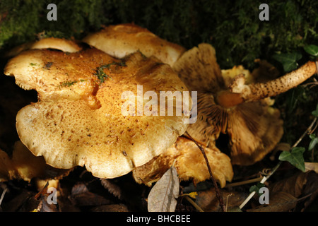 Honey, or boot-lace, fungus Stock Photo