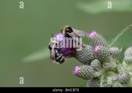 Bombus pascuorum, or Common carder bee, a bumblebee species. They feed on a thistle. Stock Photo