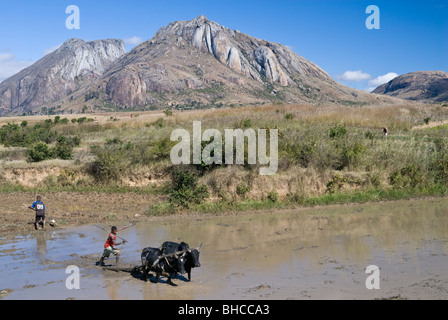 Farmers plowing with oxen, Madagascar Stock Photo