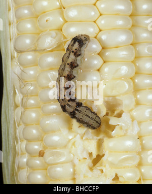African or old world bollworm, corn earworm or tomato fruitworm, Helicoverpa armigera, caterpillar feeding on a corn or maize cob Stock Photo