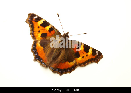 Tortoiseshell Butterfly aglais urticae Stock Photo