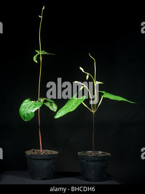 Apical dominance, comparing two runner bean plants where one has had the growing point removed Stock Photo