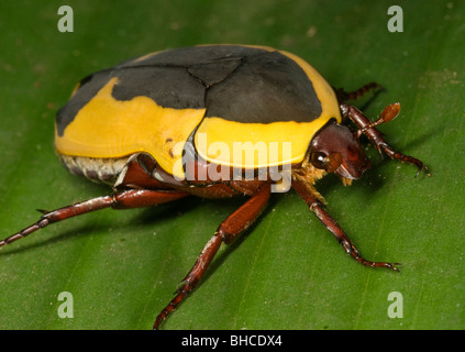 Scarab fruit beetle, Pachnoda sp. Photographed in Tanzania, Africa ...