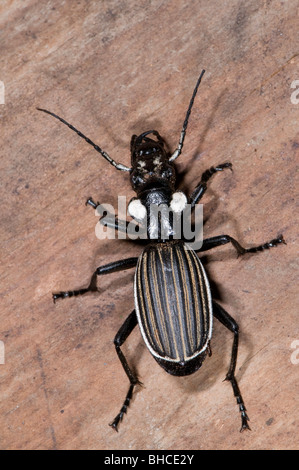 Ground beetle photographed in Tanzania, Africa. Stock Photo