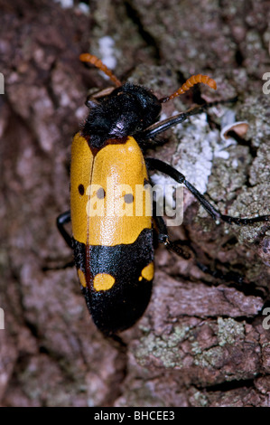 Blister beetle, family Meloidae, photographed in Tanzania, Africa. Stock Photo