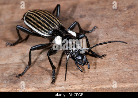 Ground beetle photographed in Tanzania, Africa. Stock Photo