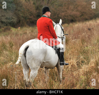 mounted huntsman watching foxhounds Stock Photo