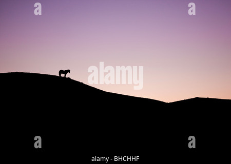 Beautiful silhouette of a horse standing up on a hill at daybreak Stock Photo