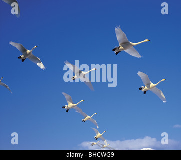 Swans flying in blue sky Stock Photo