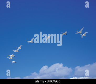 Swans flying in blue sky Stock Photo