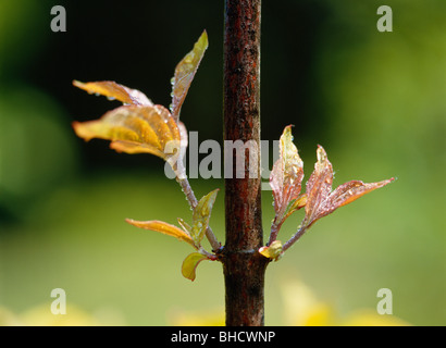 Sprouting leaves on dogwood tree, Hokkaido, Japan Stock Photo