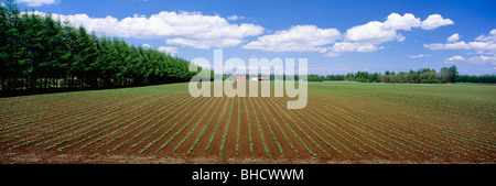 Crops growing in field, Hokkaido, Japan Stock Photo