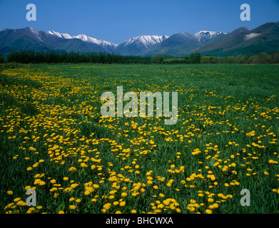 Dandelions growing in meadow next to Hidaka mountain range, Hokkaido, Japan Stock Photo