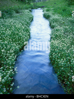 Stream and blooming watercress, Hokkaido, Japan Stock Photo