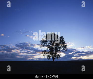 Single tree on hill. Biei, Hokkaido, Japan Stock Photo - Alamy