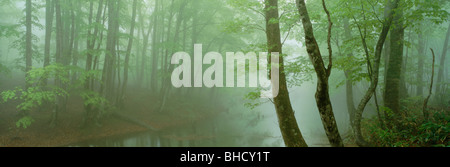 Fog in beech forest, Tsuta-numa, Aomori Prefecture, Japan Stock Photo