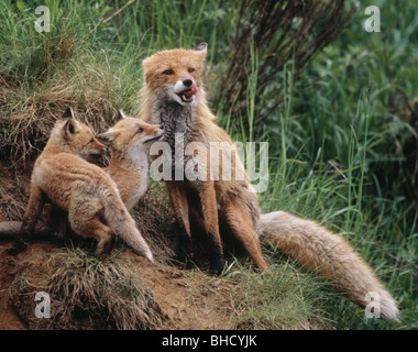 Fox and its pups. Hokkaido Prefecture, Japan Stock Photo