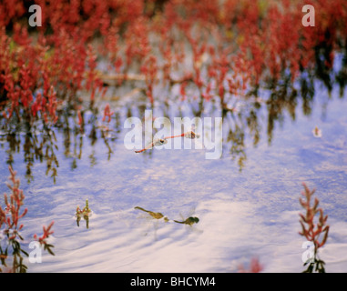 Dragonflies flying over pond and salicornia, Saroma, Hokkaido, Japan Stock Photo