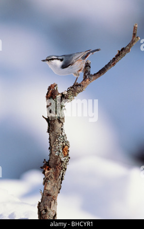 Eurasian Nuthatch perched on branch in winter, Hokkaido, Japan Stock Photo