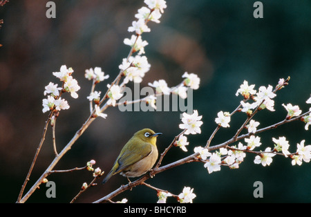 Japanese white-eye perched on blossoming cherry tree branch, Kanagawa Prefecture, Japan Stock Photo