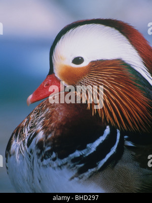 Mandarin duck close up from Sile river natural park. Italian wildlife ...