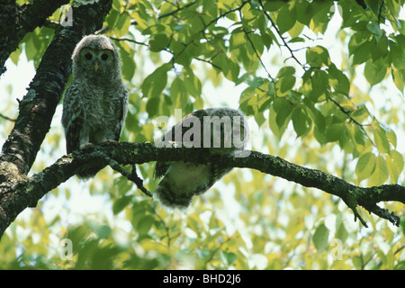 Ural owlets perched on branch Stock Photo