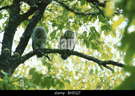 Ural owlets perching on branch Stock Photo