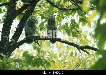 Ural owlets perching on branch Stock Photo