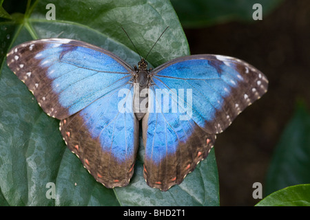 Blue Morpho Butterfly Morpho peleides Stock Photo