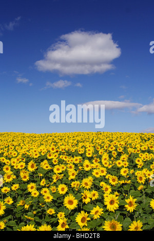 Field of sunflowers under blue sky, Biei, Hokkaido, Japan Stock Photo