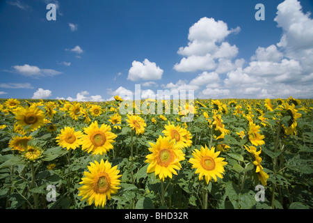 Field of sunflowers under blue sky, Biei, Hokkaido, Japan Stock Photo