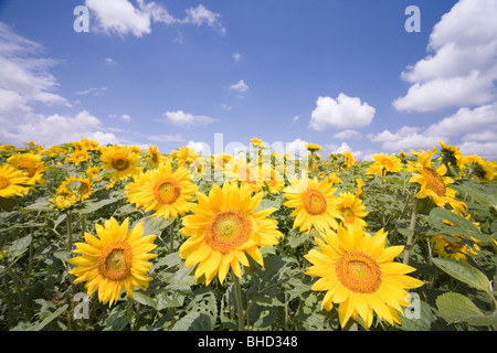 Field of sunflowers under blue sky, Biei, Hokkaido, Japan Stock Photo