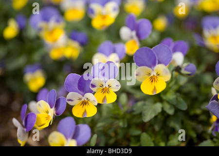 Yellow and purple pansies, Yokohama, Kanagawa Prefecture, Japan Stock Photo