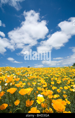 Yellow flowers field under blue cloudy sky Stock Photo - Alamy