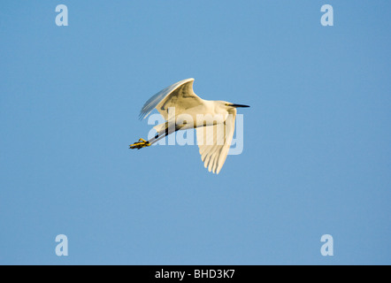 Little Egret, Egretta garzetta, flying, Wales. Stock Photo