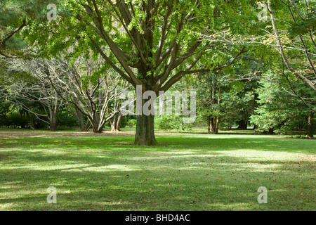 Trees in park, Tama, Tokyo, Japan Stock Photo