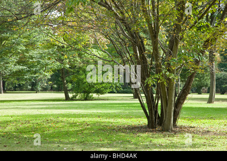 Trees in park, Tama, Tokyo, Japan Stock Photo