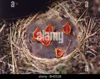 Hungry chicks in nest, Iceland Stock Photo
