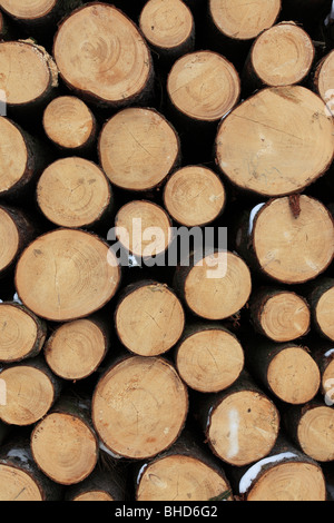 logs piled up in a forest. Photo by Willy Matheisl Stock Photo