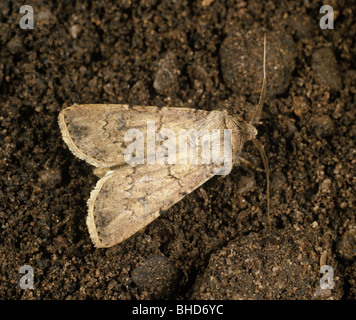 Turnip cutworm (Agrotis segetum) moth on the soil surface Stock Photo
