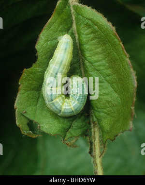 Winter moth (Operophtera brumata) caterpillar on an apple leaf Stock Photo