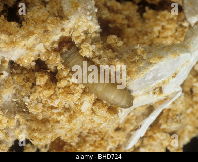 wax worms? - Galleria mellonella 