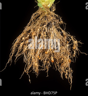 Root knot nematode (Meloidogyne sp.) swollen knots on a lettuce root, Portugal Stock Photo