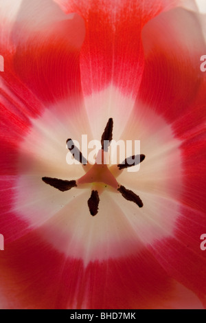 Centre of a pink tulip Stock Photo